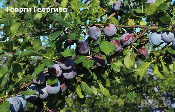 Продавам сини сливи, снимка 2 - Други - 55405616