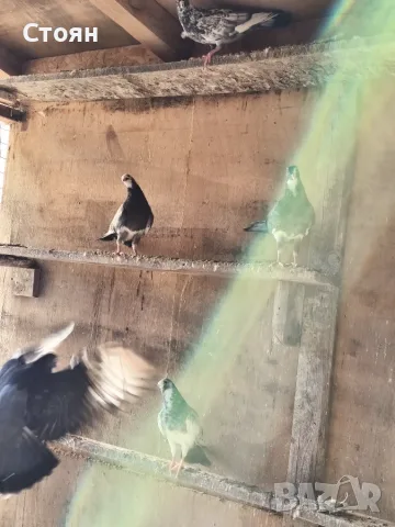 Гълъби на глас гълъби 