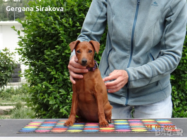 Миниатюрен Пинчер / zwergpinscher, снимка 2 - Пинчер - 54688021