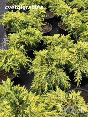 Juniperus ‘Gold Star’ (Хвойна ‘Gold Star’), снимка 3 - Градински цветя и растения - 55394118