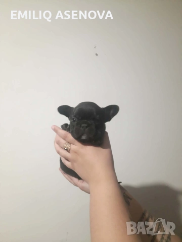 Френски Булфог