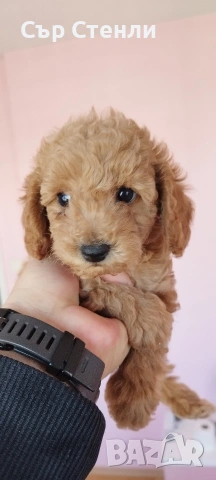 Той пудел 🐩 мъжки , снимка 6 - Пудели - 53993442
