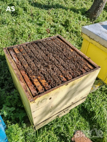 Пчелни кошери  ДБ 12 рамкови, снимка 2 - Други животни - 54350075