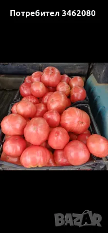 Продавам Розов домат