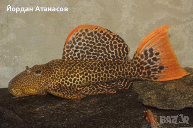 Три големи сома (Pleco)
