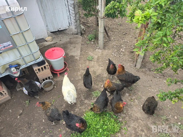 🥚 Домашни яйца от свободно отглеждани кокошки – Пловдив 🐓 , снимка 12 - други­ - 54726146