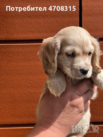 Кокер шпаньол английски момче, снимка 2 - Кокер шпаньол - 54352778