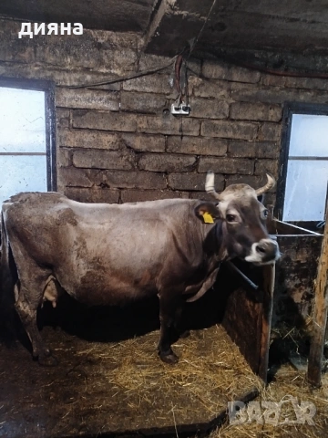 Продавам крава, снимка 3 - Крави - 54518500