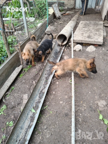 Белгийска овчарка , снимка 6 - Други - 53852301