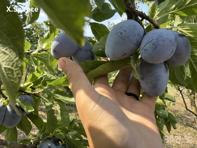 БИО домашни сини сливи , снимка 3 - Домашни продукти - 55411422