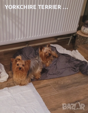Мини Йоркширски териер йорки, снимка 5 - Йоркширски териер - 54303773