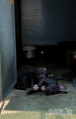 ТОП Американско були хл American bully xl ABKC, снимка 5 - Други - 55134203