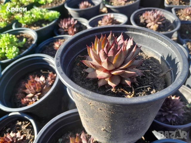 Комплекти седуми., снимка 6 - Градински цветя и растения - 52413728