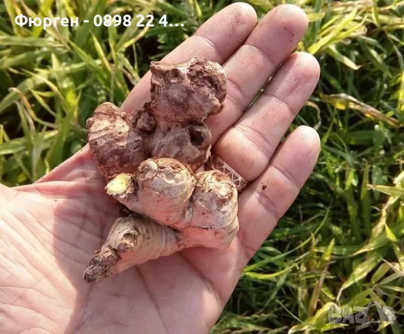 Джинджифил – разсад (Zingiber officinale), снимка 3 - Разсади - 55590966