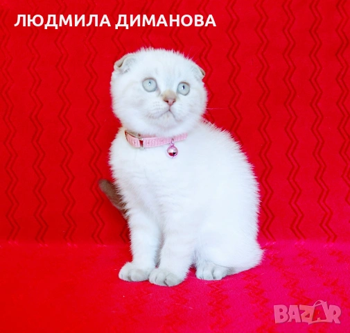 Шотландско мъжко , снимка 3 - Британска късокосместа - 54737564