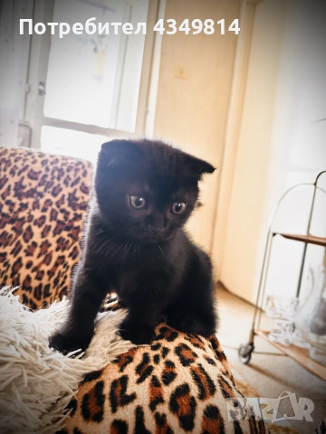 Шотландски клепоухи и шотландски правоухи, снимка 13 - Британска късокосместа - 54788042