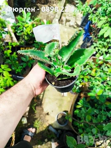 Каланхое Дегремонтиана (Kalanchoe daigremontiana) – живородно сукулентно растение, снимка 9 - Разсади - 55335838