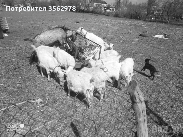 кози, снимка 4 - Кози - 53983590