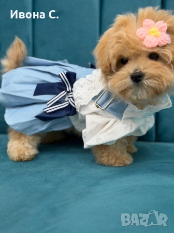 Малтипу, снимка 3 - Пудели - 54316238