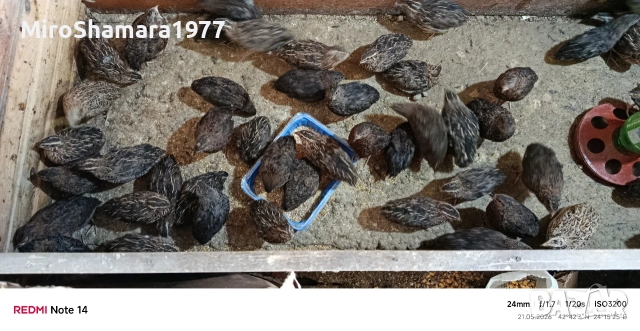 Свободни пъдпъдъци, снимка 2 - други­ - 54628958