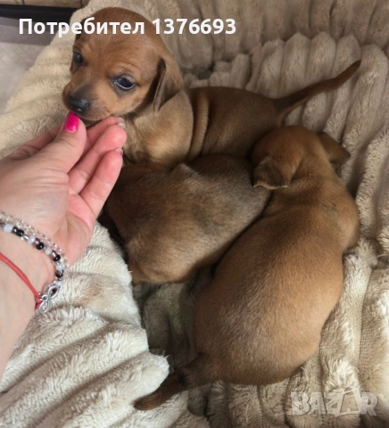 Дакелчета 
