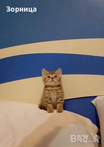 Британско коте таби, снимка 6 - Британска късокосместа - 55483445