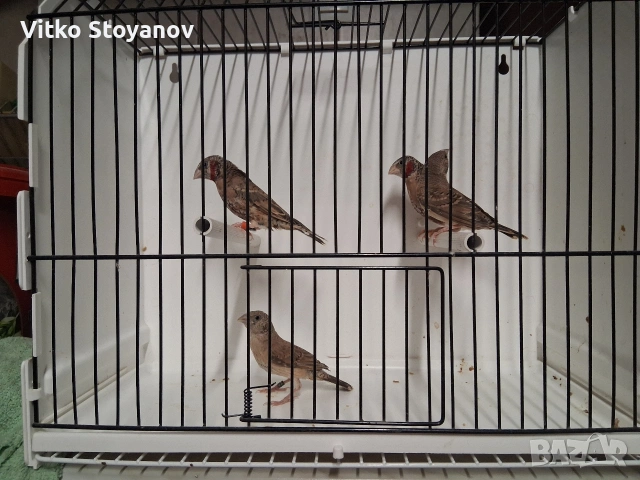 Амадини, снимка 8 - Амадини - 54583945