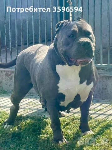 American Bully XL, снимка 2 - Питбул - 55011381