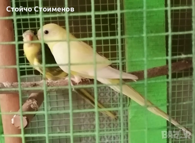 Млади пойни папагалчета