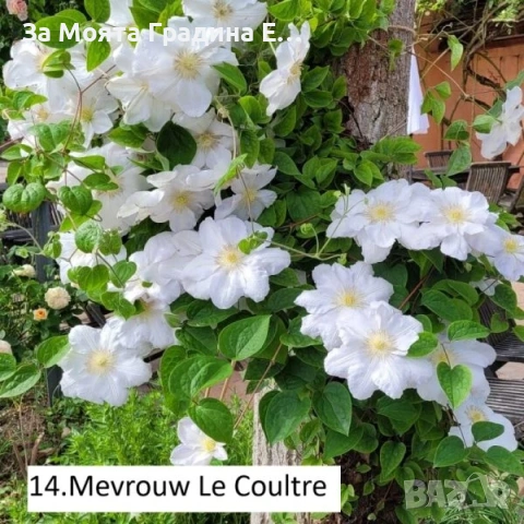 Клематис 33 вида , снимка 13 - Градински цветя и растения - 54019855