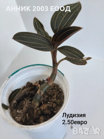 Стайни цветя , снимка 16 - Стайни растения - 55055266