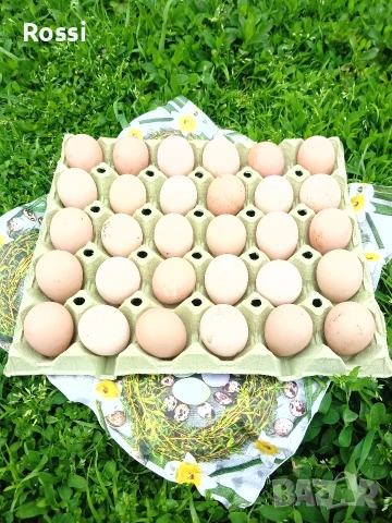 ПРЕСНИ ДОМАШНИ ЯЙЦА, снимка 4 - Домашни продукти - 54481365