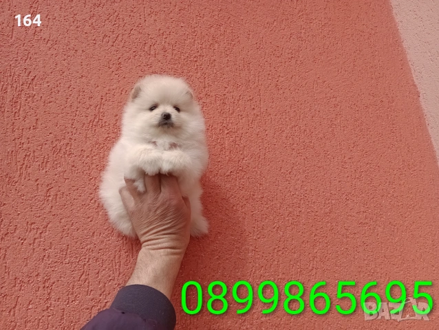 Женски Померани. Различни възрасти!, снимка 14 - Померан - 54012946