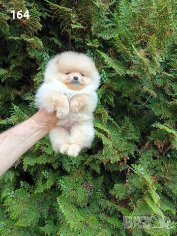 Кремави и бели Померани. Различни възрасти! Реални снимки !!! 