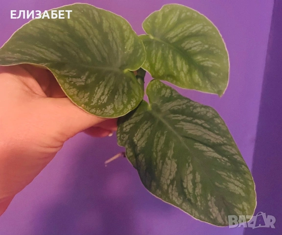 Monstera dubia
