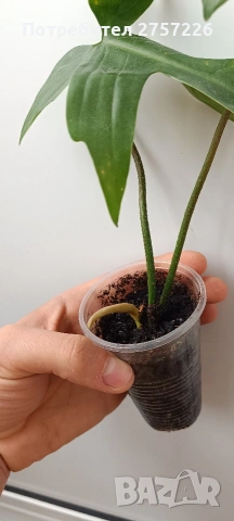 Philodendron Florida ghost, снимка 2 - Стайни растения - 54187744