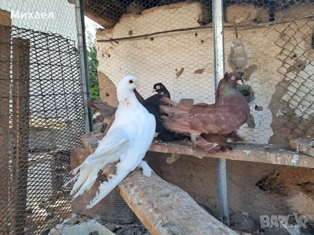 Продаам Гълъби руски кабаци, снимка 2 - Гълъби - 55427022