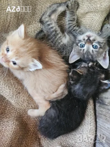 4 малки котенца
