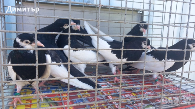 Продавам гълъби Ямболски Акмани , снимка 2 - Гълъби - 54685348