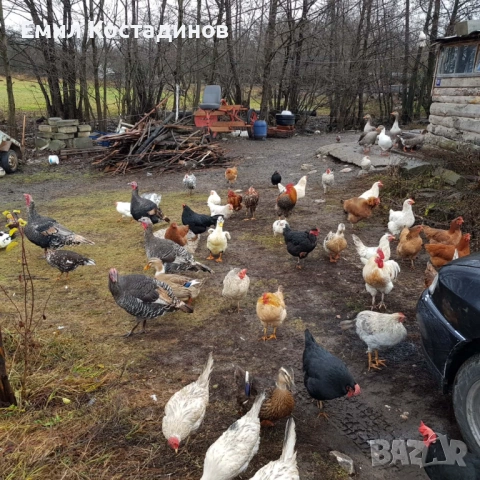 Продавам домашни пилета да консумазия, снимка 2 - Кокошки и пуйки - 54794675