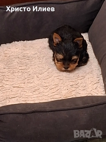 Продава женско мини йоркширче , снимка 4 - Йоркширски териер - 54136523