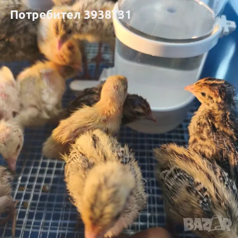 Пъдпъдъци и яйца от пъдпъдъци за консумация 