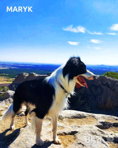 Прекрасни кученца Бордър Коли – търсят своите нови грижовни стопани, снимка 2 - Коли - 53978228