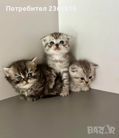 Шотландски котенца