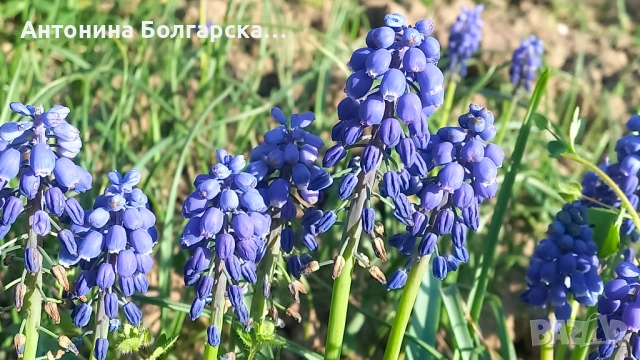 Цветя с луковици,ириси ,лале,алиум, юнона бухарска,мускариа, снимка 13 - Градински цветя и растения - 54587047
