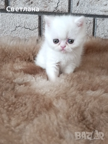 Женско котенце 🐈, снимка 4 - Персийска - 55248684