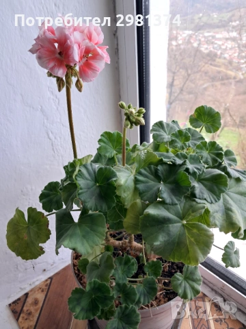 Пеларгониум зонале(Моловка праскова), снимка 3 - Стайни растения - 54008974