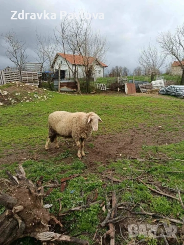 ПРОДАВАМ КОЧ, снимка 2 - Овце - 54324564