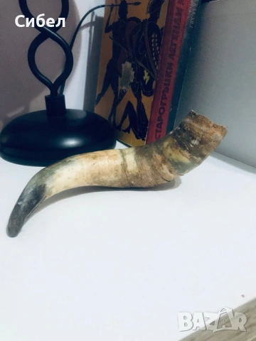 Стар Биволски рог