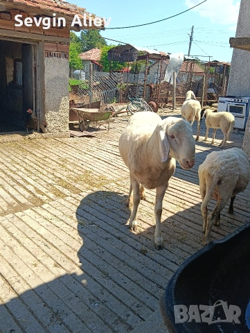Продавам коч за разплод , снимка 4 - Овце - 55196266